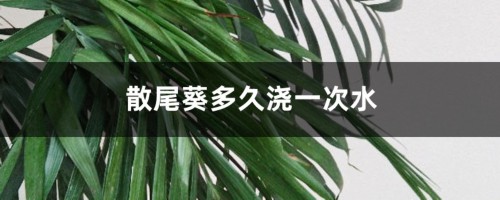 散尾葵多久浇一次水