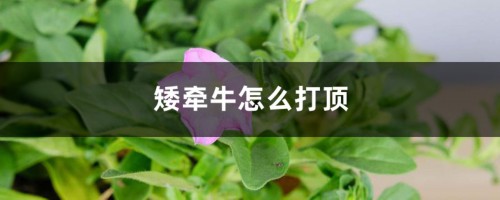 矮牵牛怎么打顶