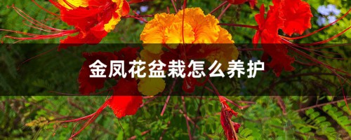 金凤花盆栽怎么养护