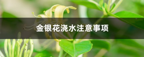 金银花浇水注意事项，金银花浇水过多落叶怎么补救