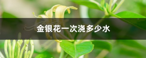 金银花一次浇多少水