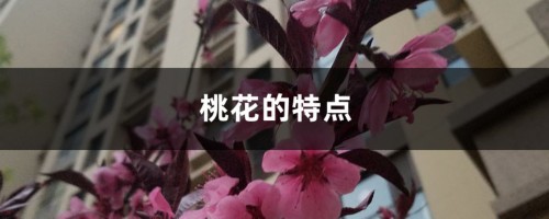 桃花的特点