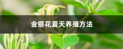 金银花夏天养殖方法