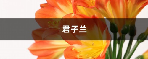 君子兰长寿，揪片叶子扔土里，大白根呼呼冒！