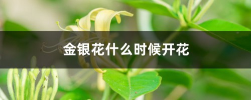 金银花什么时候开花