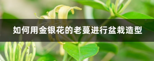 如何用金银花的老蔓进行盆栽造型