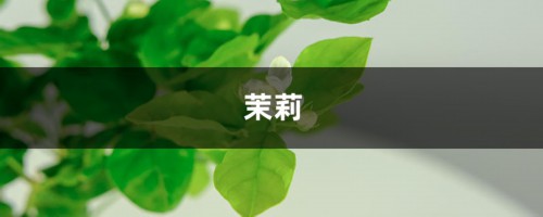 1个西红柿2斤西瓜皮，绿萝猛蹿枝，茉莉爆开80朵！