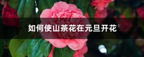 如何使山茶花在元旦开花