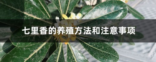 七里香的养殖方法和注意事项