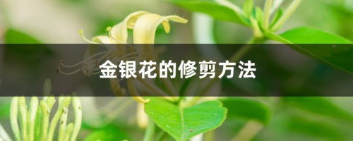 金银花的修剪方法