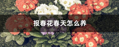 报春花春天怎么养